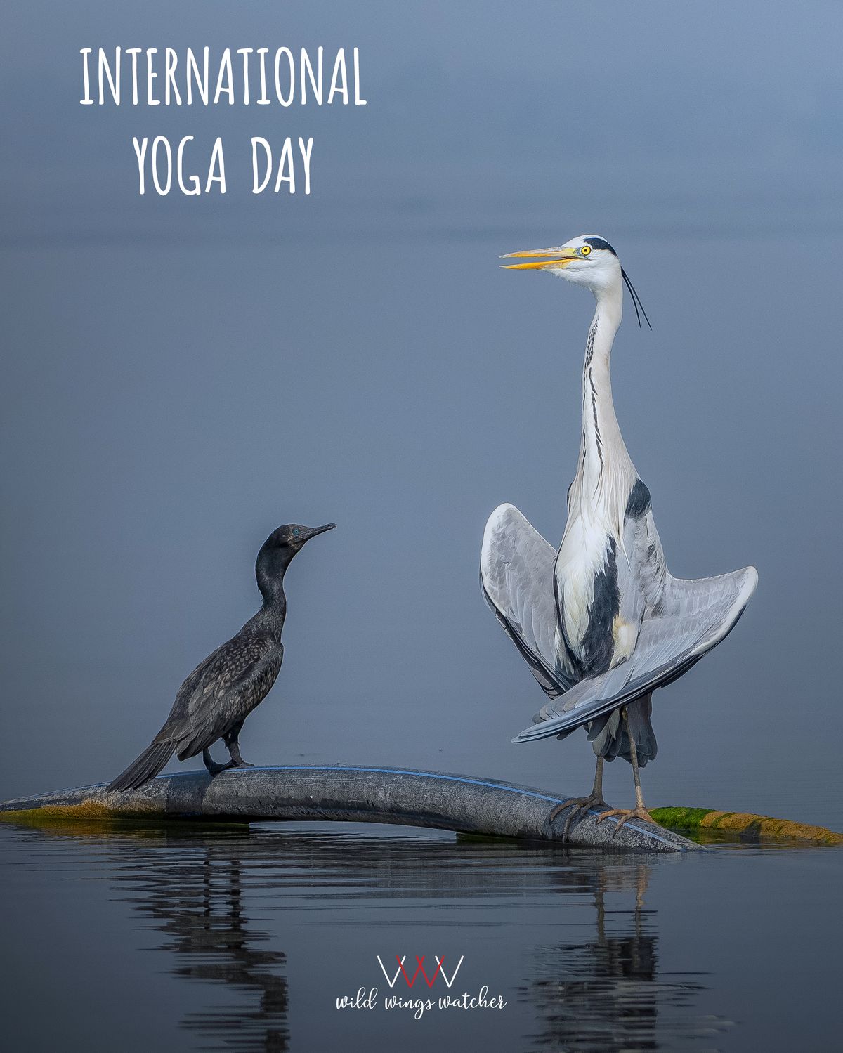 Grey heron and little cormorant pose 001